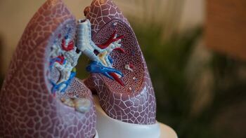 lungs respiratory