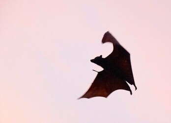 Possible Bat Exposure in Ohio